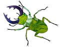 Stag beetle. Stag beetle with blue, large antlers. Big, green bug with a bright, decorated, multicolored body.