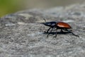 The stag beetle on the stone table went astray and moved forward!