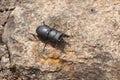 Stag beetle on a stone Royalty Free Stock Photo