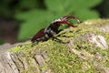 stag-beetle on the stump Royalty Free Stock Photo