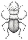 Stag beetle tattoo art. Lucanus cervus. Dot work tattoo. Insect. Symbol of authority, strength, power and nobility.