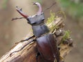 Stag beetle top view close up Royalty Free Stock Photo