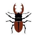 Stag beetle, vector illustration,flat style Royalty Free Stock Photo