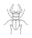 Stag beetle. Vector illustration in graphic style isolated on white background. Royalty Free Stock Photo