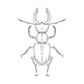 Stag beetle. Vector illustration. Isolated object on white. Hand-drawn style Royalty Free Stock Photo