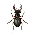 Stag beetle vector Royalty Free Stock Photo