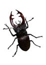 Stag beetle vector illustration on white Royalty Free Stock Photo