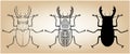 Stag-beetle vector illustration set Royalty Free Stock Photo