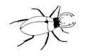 Stag beetle. vector stock illustration eps10. hand drawing. out line Royalty Free Stock Photo