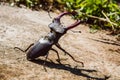 Stag beetle is a very interesting animal that appears in the spring. can fly Royalty Free Stock Photo
