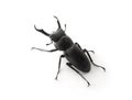 Stag beetle on white background