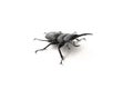 Stag beetle on white background