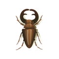 Stag beetle on white background. Vector illustration. Royalty Free Stock Photo