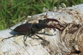 Stag beetle on white tree bark, closeup Royalty Free Stock Photo