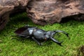 Stag Beetle (Hexarthrius nigritus) Beetle Royalty Free Stock Photo