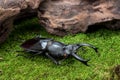 Stag Beetle (Hexarthrius nigritus) Beetle