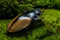 Stag Beetle (Odontolabis mouhoti ) Female Royalty Free Stock Photo