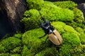 Stag Beetle (Odontolabis mouhoti ) Male Royalty Free Stock Photo