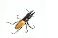 Stag Beetle (Odontolabis mouhoti ) Male Royalty Free Stock Photo