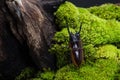 Stag Beetle (Prosopocoilus bison)