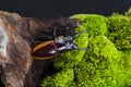 Stag Beetle (Prosopocoilus bison)