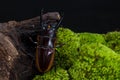 Stag Beetle (Prosopocoilus bison)