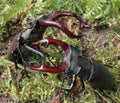 Stag beetles