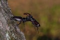 Stag beetles, Lucanus cervus