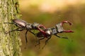 Stag beetles, Lucanus cervus Royalty Free Stock Photo