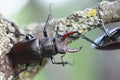 The stag beetles (Lucanus cervus) walk on the tree branch overgrown with lichen Royalty Free Stock Photo