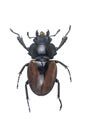 Stag Beetles , Odontolabis elegans f isolated on white background Royalty Free Stock Photo