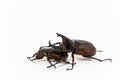 Stag beetles on white background