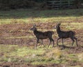 Stag at Bradgate Park