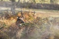 Stag at Bradgate Park Royalty Free Stock Photo