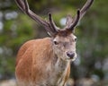 Stag Close Up Royalty Free Stock Photo