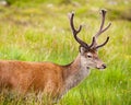 Stag Close Up Royalty Free Stock Photo