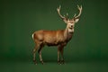Stag deer full body, studio shoot concept on green background