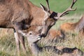 Red deer in embrace