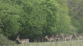 Stag Doe Kids and the Harem 8 Royalty Free Stock Photo
