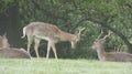 Stag Doe Kids and the Harem 10 Royalty Free Stock Photo