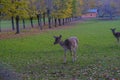 Stag of fallow deer in the meadow grazing. Wildlife nature.