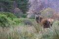 Stag, Glencoe Royalty Free Stock Photo