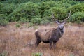 Stag, Glencoe Royalty Free Stock Photo