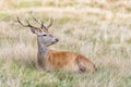 Stag or Hart, the male red deer Royalty Free Stock Photo