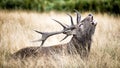 Stag or Hart, the male red deer in the wild Royalty Free Stock Photo