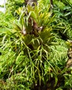 A Stag-horn Fern in a Tree