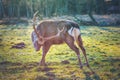 A Stag is looking at the Camera with sunshine