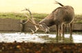 A stag Milu Deer, also known as PÃÂ©re David`s Elaphurus davidianus standing in water. It is digging up the mud in the lake with i