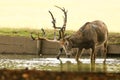 A stag Milu Deer, also known as PÃÂ©re David`s Elaphurus davidianus standing in water. It is fighting with a branch in the water t