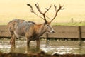 A stag Milu Deer, also known as PÃÂ©re David`s Elaphurus davidianus standing in water. It has been digging up the mud in the lake